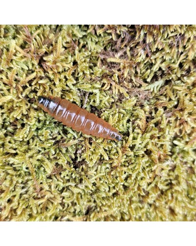 Big-Mag-fabrication-française-par-un-Champion-de-France-de-pêche.