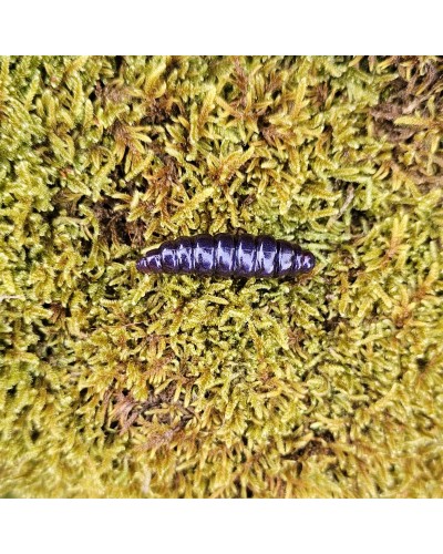 Big-Mag-fabrication-française-par-un-Champion-de-France-de-pêche.